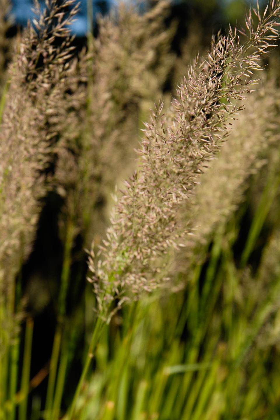 Korean Feather Reed Grass